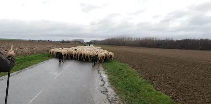 Photo de l'élevage De la Comte des Odins