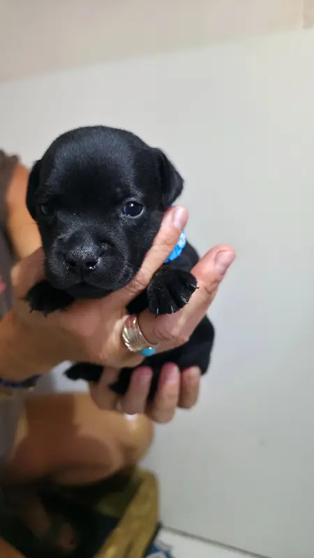 Portée de Staffordshire bull terrier, élevage Of Dark Lands