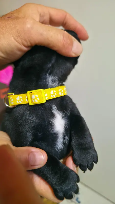 Portée de Staffordshire bull terrier, élevage Of Dark Lands