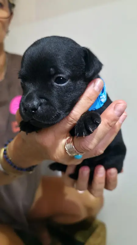 Portée de Staffordshire bull terrier, élevage Of Dark Lands