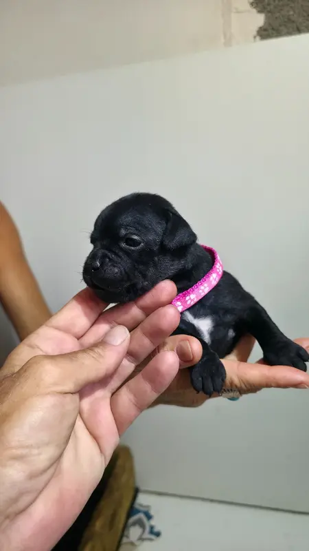 Portée de Staffordshire bull terrier, élevage Of Dark Lands