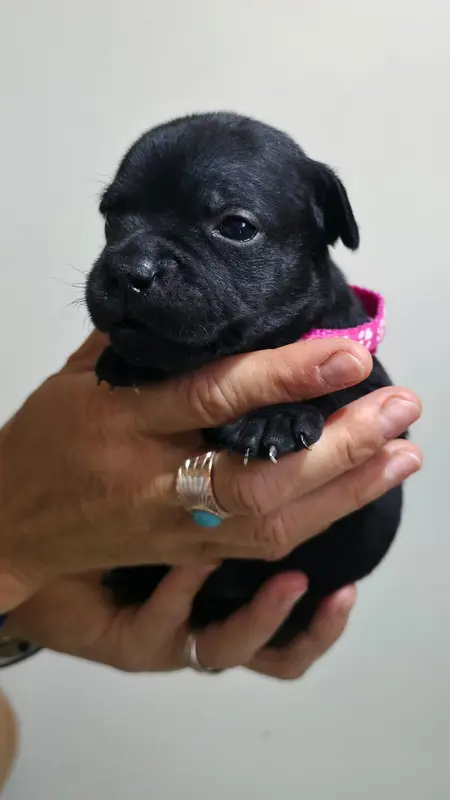 Portée de Staffordshire bull terrier, élevage Of Dark Lands