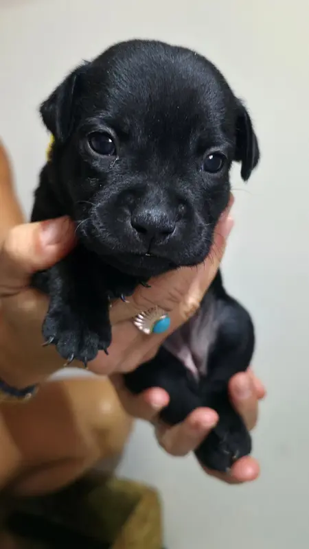 Chiot, Staffordshire bull terrier, élevage Of Dark Lands