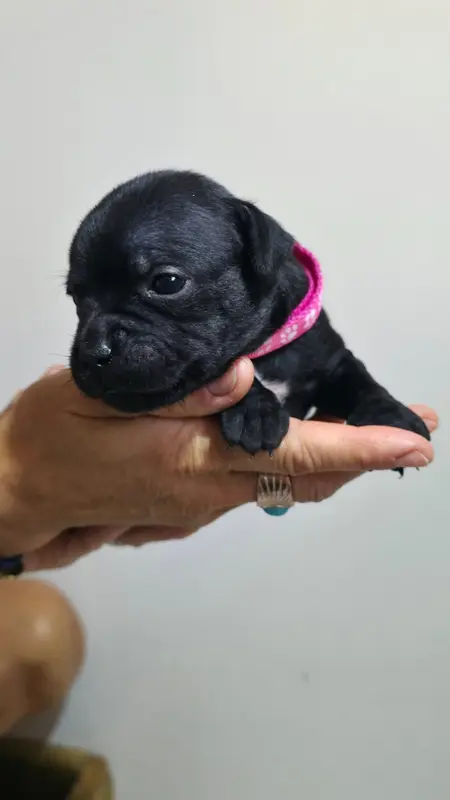 Portée de Staffordshire bull terrier, élevage Of Dark Lands
