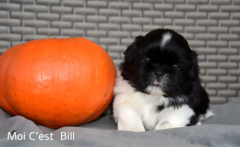 Bill de la plaine du jaelma, Shih tzu, élevage De la Plaine du Jaelma