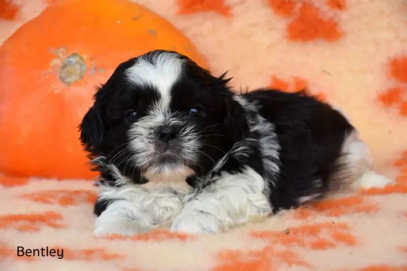 Bentley de la plaine du jaelma, Shih tzu, élevage De la Plaine du Jaelma