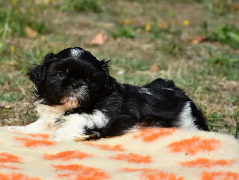 Portée de Shih tzu, élevage De la Plaine du Jaelma