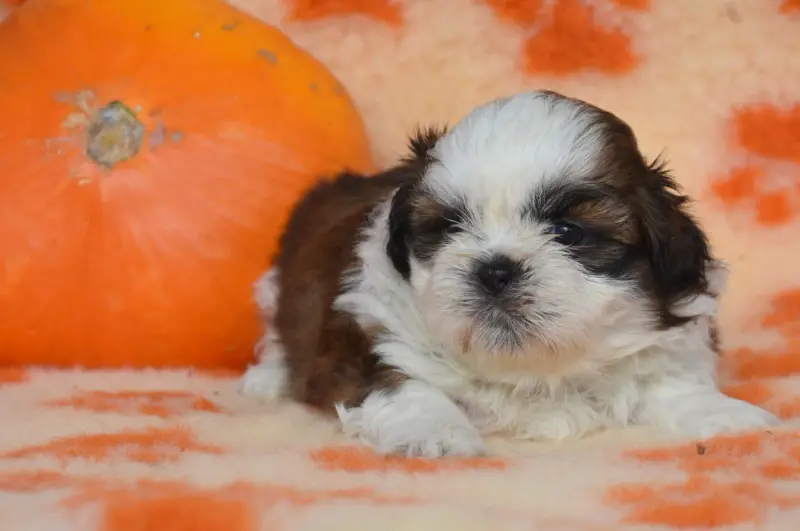 Barbie de la plaine du jaelma, Shih tzu, élevage De la Plaine du Jaelma