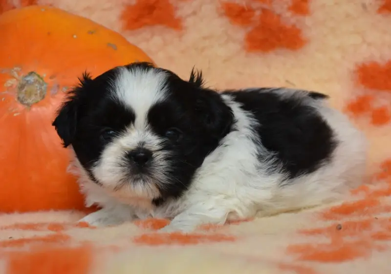 Beauté de la plaine du jaelma, Shih tzu, élevage De la Plaine du Jaelma