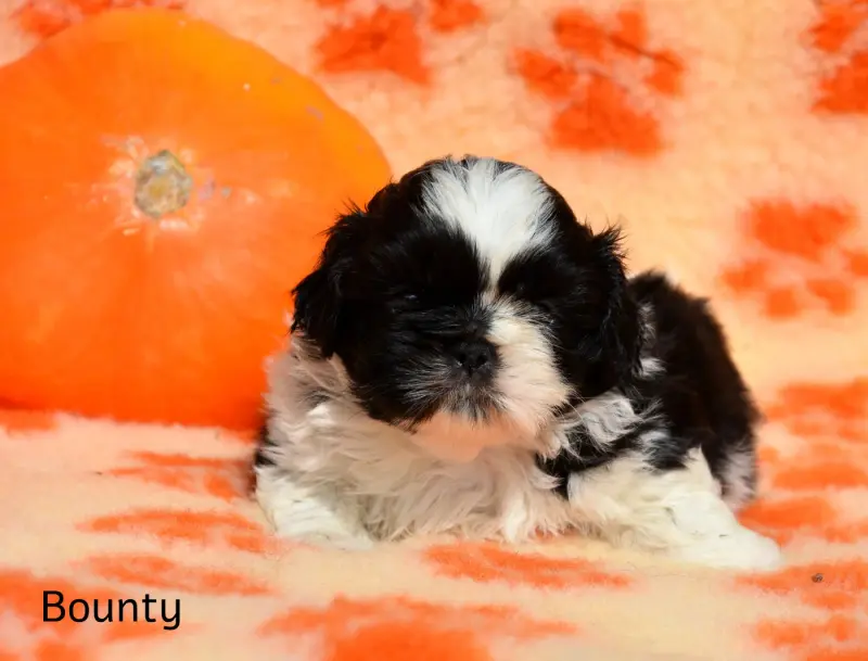 Bounty de la plaine du jaelma, Shih tzu, élevage De la Plaine du Jaelma