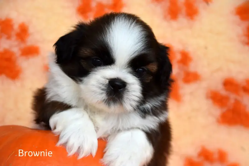 Brownie de la plaine du jaelma, Shih tzu, élevage De la Plaine du Jaelma