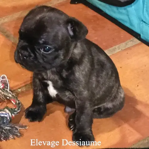 Mâle bringé, Bouledogue français, élevage Des Bois de Ciaum