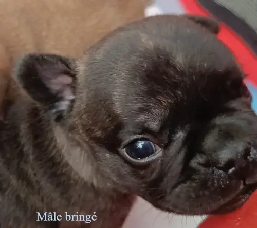 Portée de Bouledogue français, élevage Des Bois de Ciaum