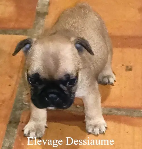 Mâle fauve, Bouledogue français, élevage Des Bois de Ciaum