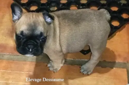Fauve à moustache, Bouledogue français, élevage Des Bois de Ciaum