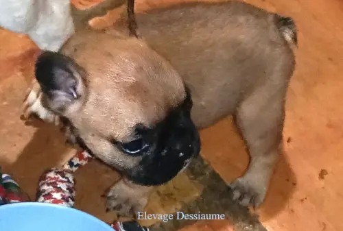 Fauve collier bleu, Bouledogue français, élevage Des Bois de Ciaum