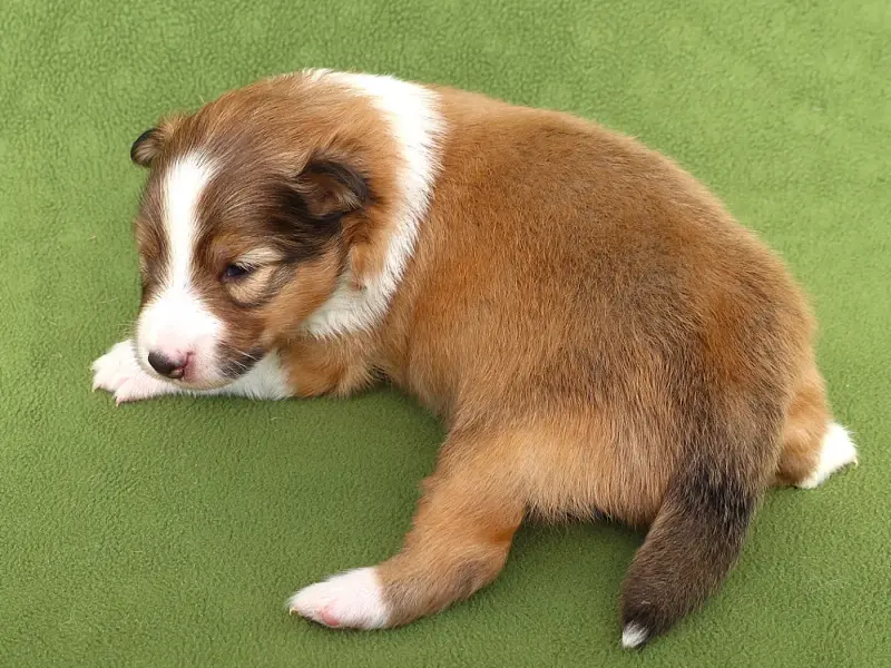 Chiot N°2 Be Bop, Berger des Shetland, élevage Du Royaume des Grenouilles