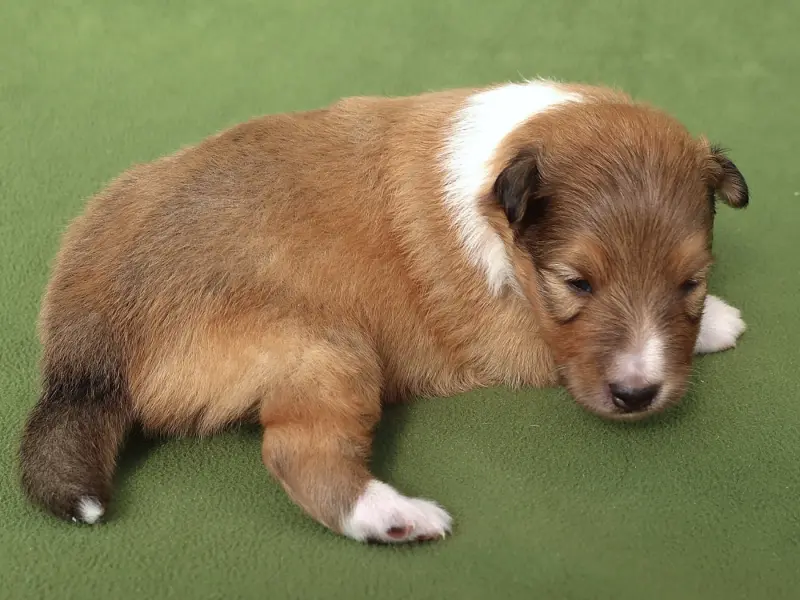 Chiot N°3 Bel Canto, Berger des Shetland, élevage Du Royaume des Grenouilles