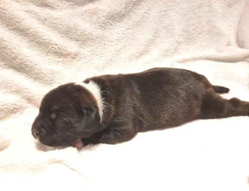 Chiot, Staffordshire bull terrier, élevage Du Domaine des Kyanites