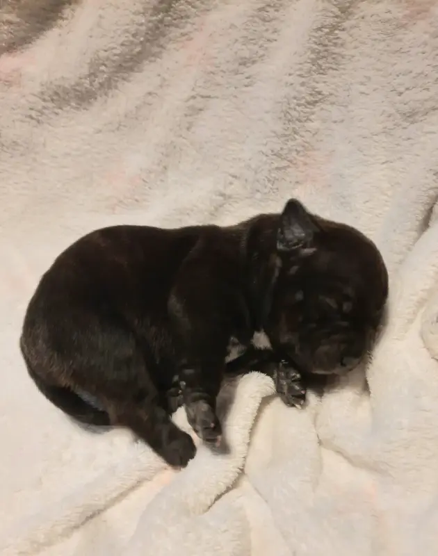 Chiot, Staffordshire bull terrier, élevage Du Domaine des Kyanites