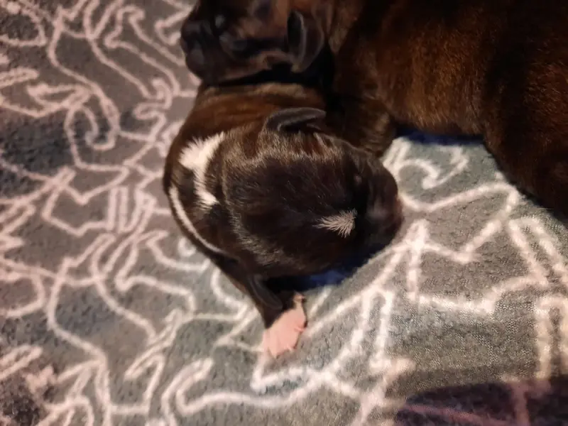 Chiot, Staffordshire bull terrier, élevage Du Domaine des Kyanites