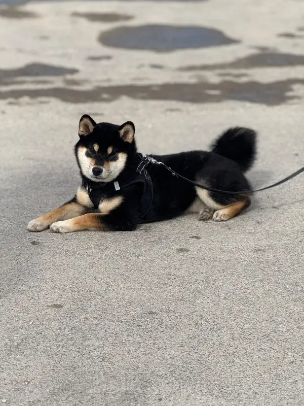 Photo de l'élevage No Maneki Kitsune