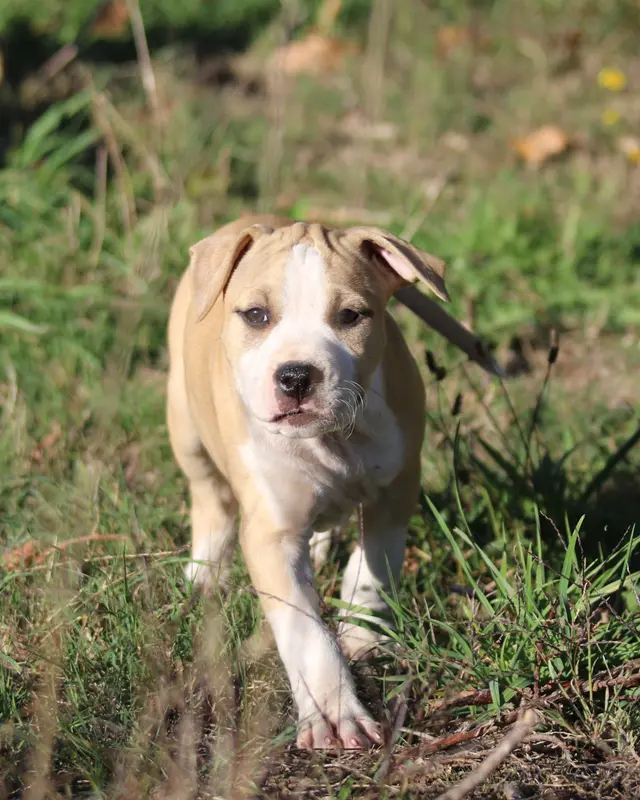 Barbie, American Staffordshire terrier, élevage Dream of White Angels