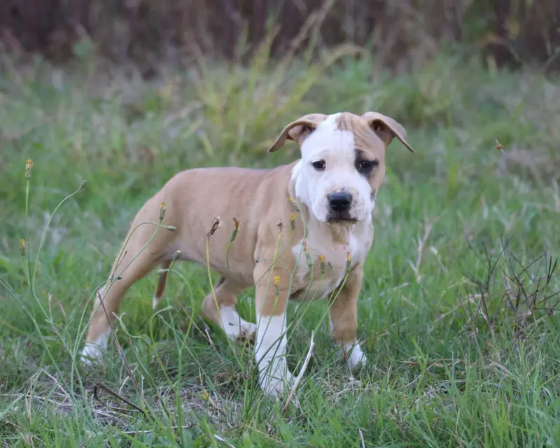 betty, American Staffordshire terrier, élevage Dream of White Angels