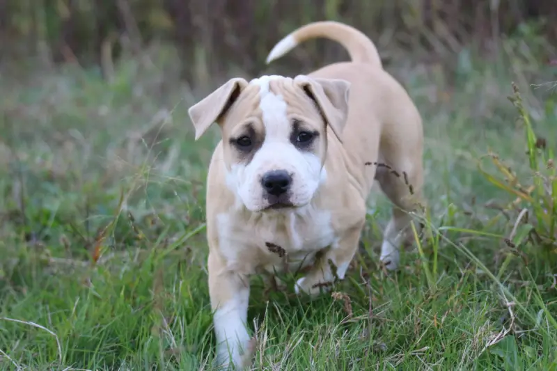 Bratz, American Staffordshire terrier, élevage Dream of White Angels