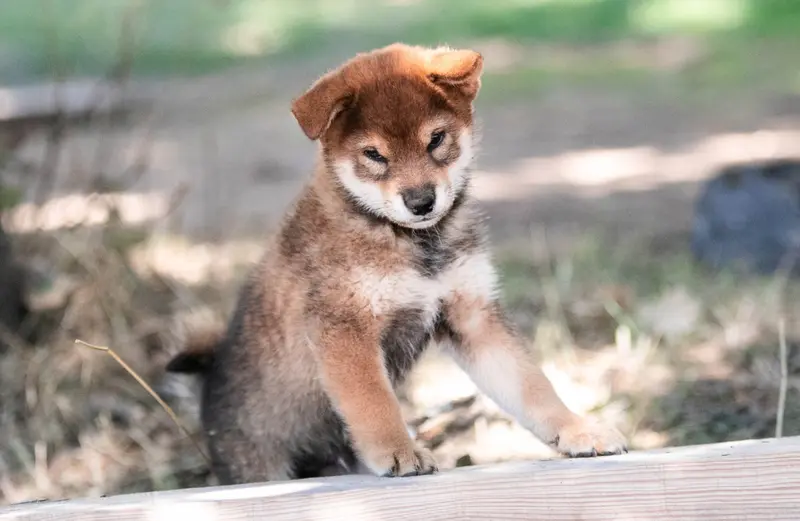 Portée de Shiba inu, élevage Du Bois de Compiegne