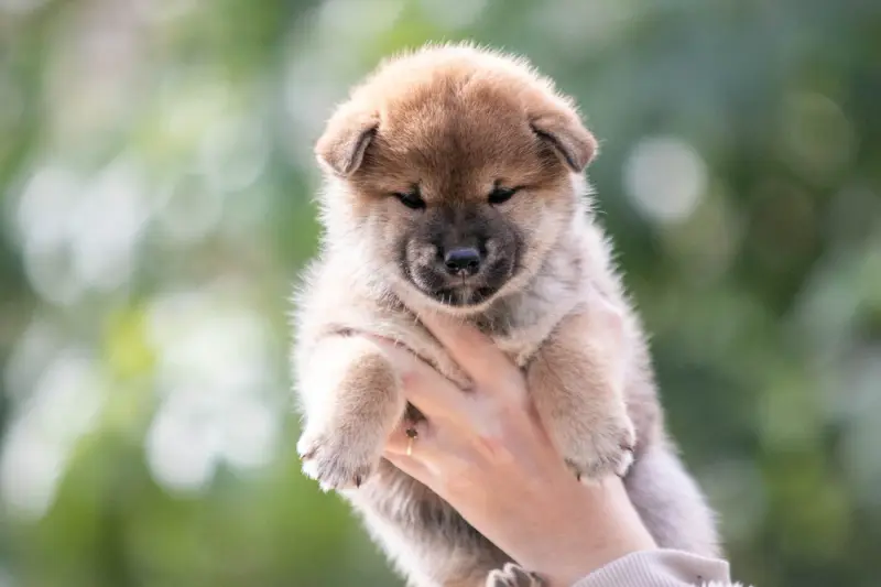 Portée de Shiba inu, élevage Du Bois de Compiegne
