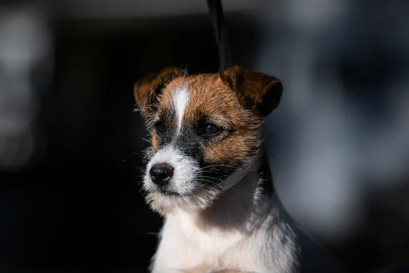 Mère de la portée de Jack Russell terrier, élevage Du Bois de Compiegne