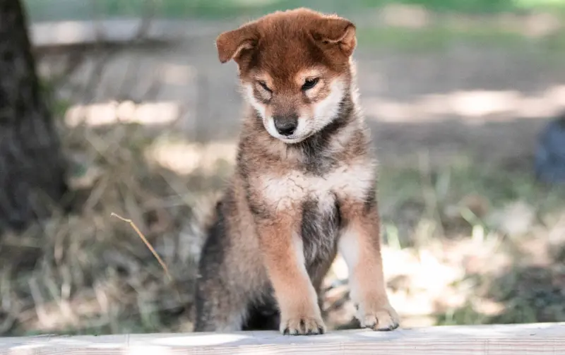 Benten ( male sesame, Shiba inu, élevage Du Bois de Compiegne