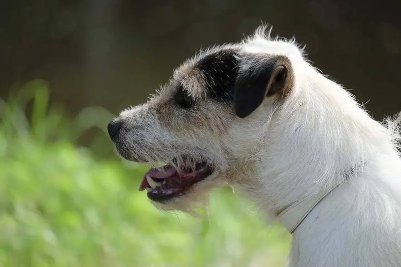 Père de la portée de Parson Russell terrier, élevage Du Jardin d'Inuko