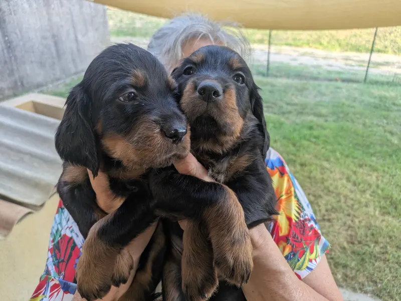 Portée de Setter Gordon, élevage Du Vallon des Becasses