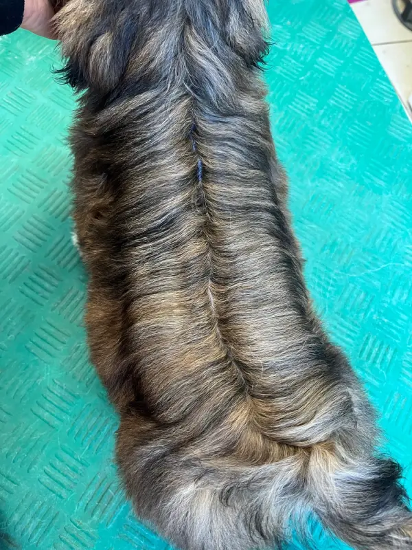Portée de Shih tzu, élevage De Pepsie Pep's