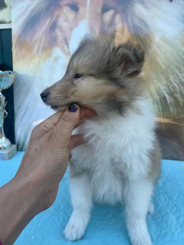 Portée de Colley à poil long, élevage De Pepsie Pep's