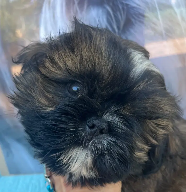Chiot, Shih tzu, élevage De Pepsie Pep's