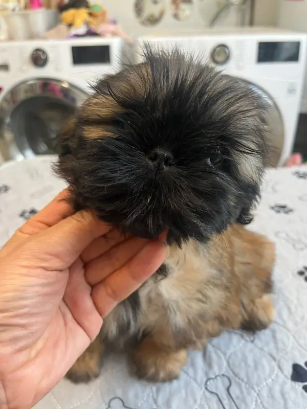 Bijoux, Shih tzu, élevage De Pepsie Pep's