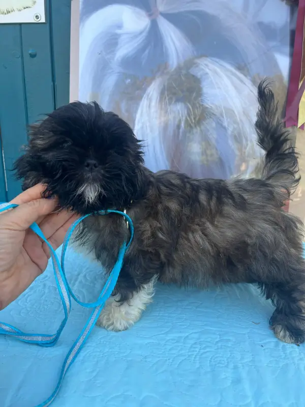 Chiot, Shih tzu, élevage De Pepsie Pep's
