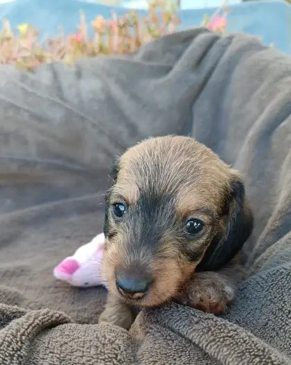 Chiot, Teckel, élevage Jocker of the Queen
