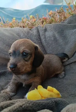 Chiot, Teckel, élevage Jocker of the Queen
