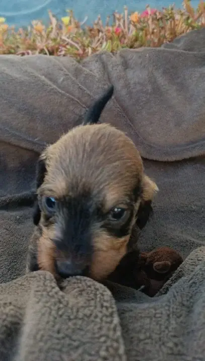 Chiot, Teckel, élevage Jocker of the Queen