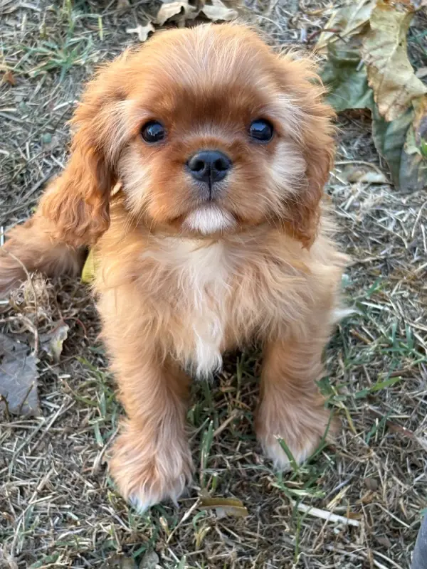 Bailey, Cavalier King Charles, élevage Du Mas de Dixie