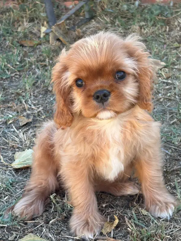 Portée de Cavalier King Charles, élevage Du Mas de Dixie
