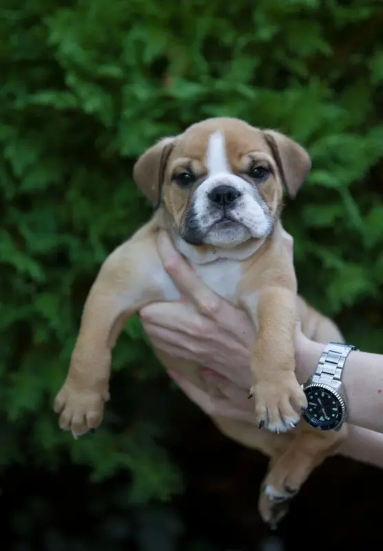 Basile, Bulldog anglais, élevage De la Combe Rousse
