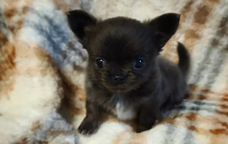 Portée de Chihuahua, élevage Du Croc Mignon de la Grotte