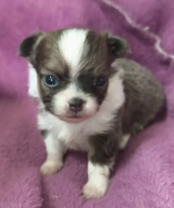 B...., Chihuahua, élevage Du Croc Mignon de la Grotte