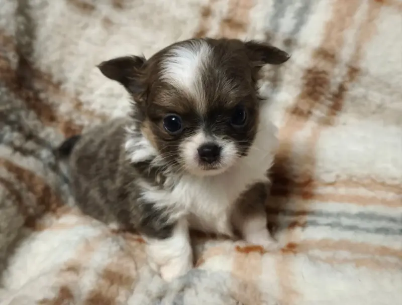 Portée de Chihuahua, élevage Du Croc Mignon de la Grotte