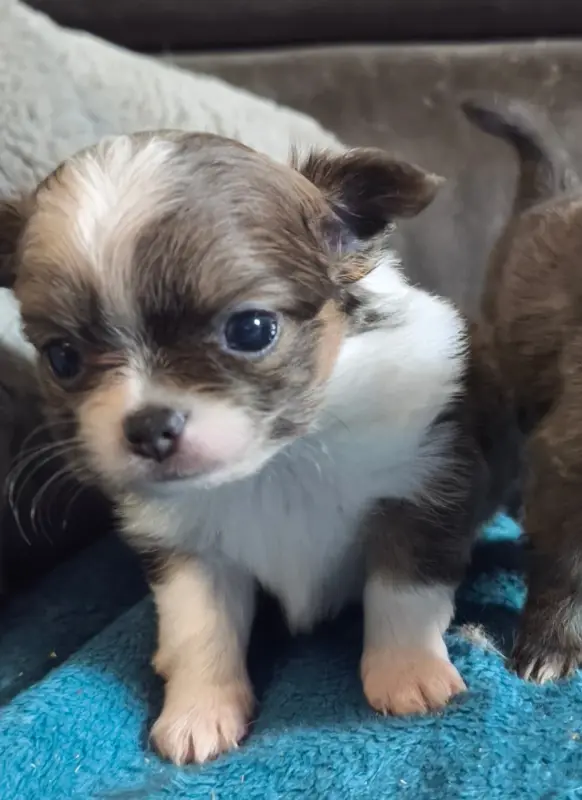 Portée de Chihuahua, élevage Du Croc Mignon de la Grotte